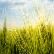 Rob Koppe's photo