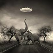 Gunga Din's photo