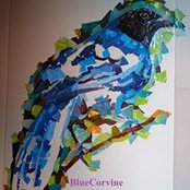 BlueCorvine Jay's photo