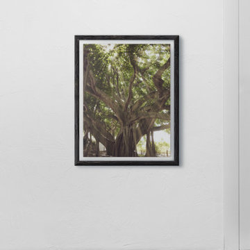 Banyan Tree With Glory Rays of Sunlight Botanical Photo Wall Art Print