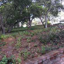 Hatton oaks