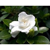 Mirce Vargas's photo