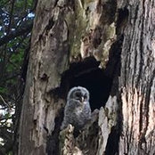 Susan Saferstein's photo