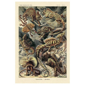 "Haeckel Nature Illustrations: Lizards" Paper Print by Ernst Haeckel, 26"x38"