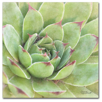 Laura Marshall 'Garden Succulents IV Color' Canvas Art, 24 x 24