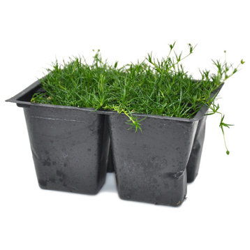 Sagina subulata, Irish Moss Ground Cover, Pack of 4 Plants