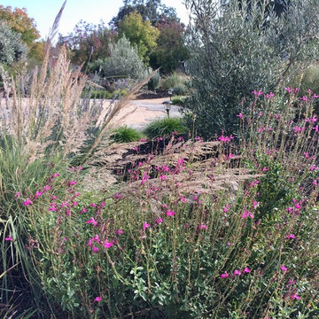 Santa Rosa Front Garden