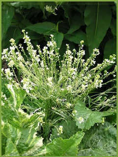Armoracia rusticana 'Variegata' Variegated Horseradish | Houzz Forum