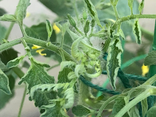 Possible Tomato Curly Top Virus?