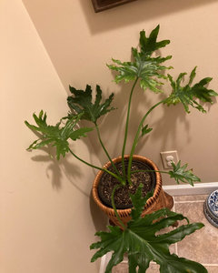 Philodendron Hope- black spots on stem | Houzz Forum