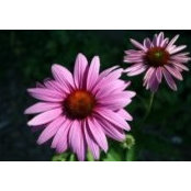 Jordan Fredrickson's photo