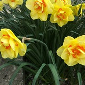 Cheryl Bonnet Unger's photo
