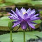Bianca Badia's photo