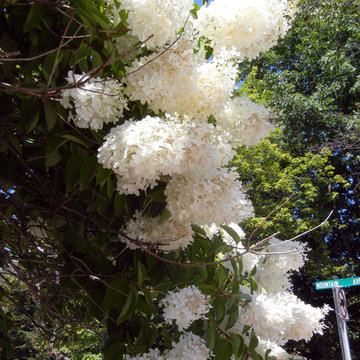 For the Love of Hydrangeas