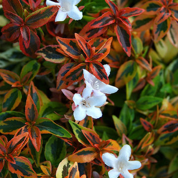 ‘Kaleidoscope’ Abelia