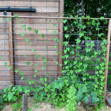 Vegetable Garden