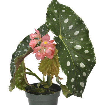 Begonia Flamingo Queen - Polka Dot Begonia