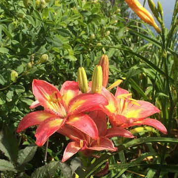 Perennials Over Lake Champlain