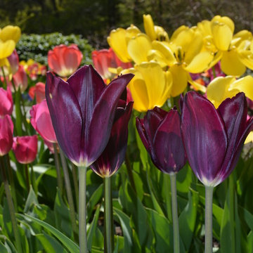 Spring Flowering Bulbs and Container Plantings