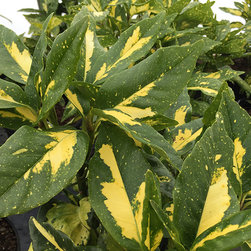 Current Featured Plants - Products