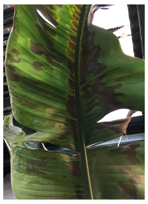 Browning on strelitzia leaves