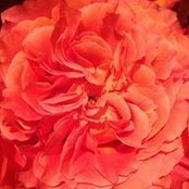 Lysandra Arends's photo