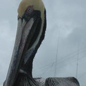Diane Piotrowski's photo