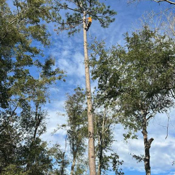 Tree Services