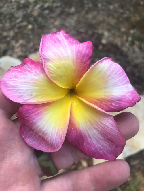 Magnum Opus and Raspberry Sundae blooms