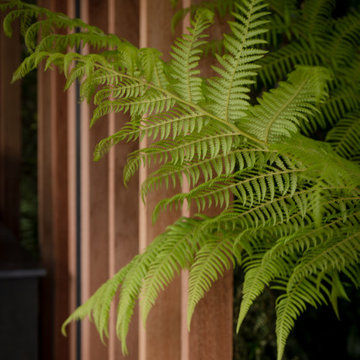 Contemporary Garden in Esher, Surrey