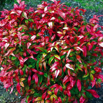Nandina Firepower