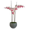 Caravelle Collection: Phalaenopsis Orchids with Bamboo in Grey Vase
