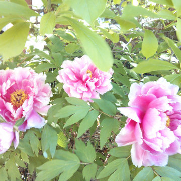 Shade in the Summer Garden in Ottawa (garden in the Glebe)