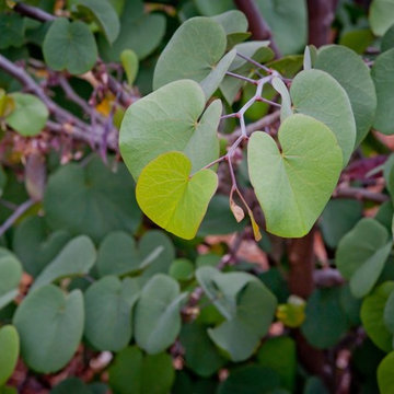 Western Redbud in Summer