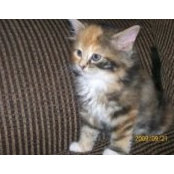 Denise Surette's photo