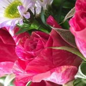 Sandra Dhols's photo
