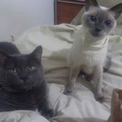 Sophia Gibbs's photo