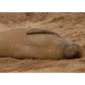 Peter Roth's photo