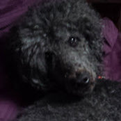 Nicole Fleetwood's photo