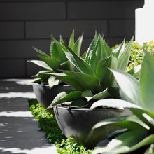 Drive Way Garden