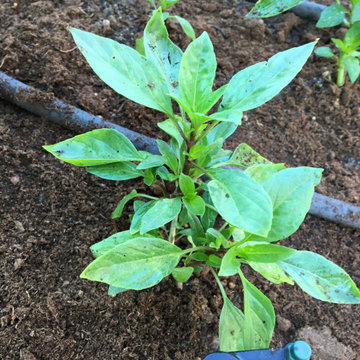Side Yard - Raised Beds