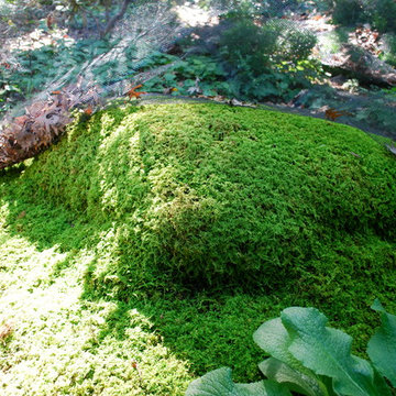 Moss garden