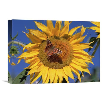 "Painted Lady Butterfly On Sunflower, New Mexico" Artwork, 16" x 12"