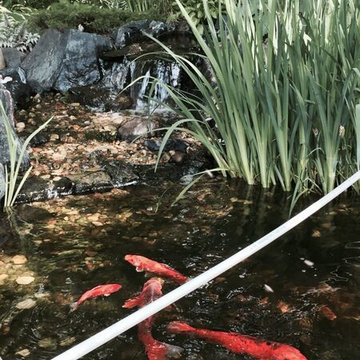 Koi Ponds