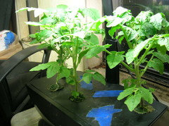 Aerogarden Tomato Growing