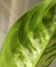 house plants names with pictures Low-Light Houseplant main image 0