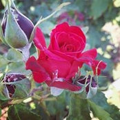 Cristina Modolo's photo