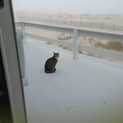 Nancy Vilece's photo