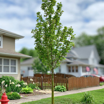 State Street™ Maple