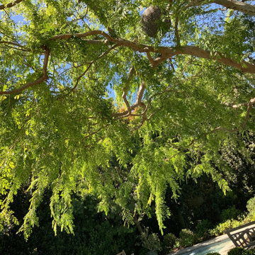 Palos Verdes Estates Planting